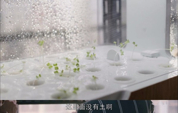 陽(yáng)臺(tái)種菜2.jpg 陽(yáng)臺(tái)種菜2.jpg